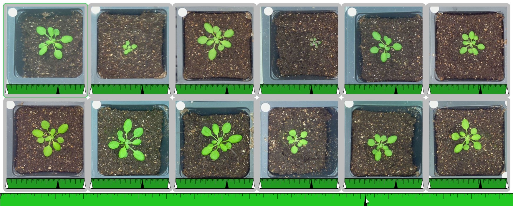Screenshot of plant timelapse research interface.